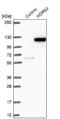 WD Repeat Domain 63 antibody, NBP2-32639, Novus Biologicals, Western Blot image 