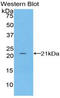 Fibrillin 1 antibody, LS-C293872, Lifespan Biosciences, Western Blot image 