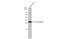 Tyrosine 3-Monooxygenase/Tryptophan 5-Monooxygenase Activation Protein Epsilon antibody, GTX109090, GeneTex, Western Blot image 