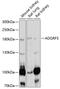 Adhesion G Protein-Coupled Receptor F5 antibody, 19-543, ProSci, Western Blot image 