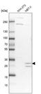 Toll Interacting Protein antibody, HPA038621, Atlas Antibodies, Western Blot image 