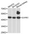 Sphingosine-1-Phosphate Receptor 1 antibody, LS-C748008, Lifespan Biosciences, Western Blot image 