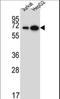 WD Repeat Domain 43 antibody, LS-C160586, Lifespan Biosciences, Western Blot image 