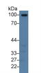 Thrombomodulin antibody, LS-C296612, Lifespan Biosciences, Western Blot image 