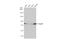 Heat Shock Protein Family A (Hsp70) Member 5 antibody, GTX113340, GeneTex, Western Blot image 