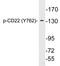 CD22 Molecule antibody, LS-C291487, Lifespan Biosciences, Western Blot image 