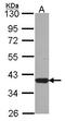 Leucine Zipper Transcription Factor Like 1 antibody, LS-C185622, Lifespan Biosciences, Western Blot image 