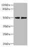 Family With Sequence Similarity 118 Member B antibody, CSB-PA858411LA01HU, Cusabio, Western Blot image 