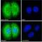 Suppressor Of Cytokine Signaling 1 antibody, NB100-781, Novus Biologicals, Immunocytochemistry image 