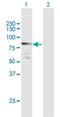 MLLT1 Super Elongation Complex Subunit antibody, H00004298-B01P, Novus Biologicals, Western Blot image 