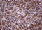TNF Receptor Superfamily Member 8 antibody, LS-C789269, Lifespan Biosciences, Immunohistochemistry frozen image 