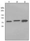 Transglutaminase 2 antibody, ab109200, Abcam, Western Blot image 