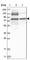 Polyribonucleotide Nucleotidyltransferase 1 antibody, HPA034603, Atlas Antibodies, Western Blot image 