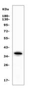 Apolipoprotein L1 antibody, A01841-1, Boster Biological Technology, Western Blot image 