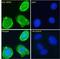 NADPH Oxidase 5 antibody, LS-C139719, Lifespan Biosciences, Immunofluorescence image 