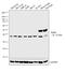 Parkin RBR E3 Ubiquitin Protein Ligase antibody, 39-0900, Invitrogen Antibodies, Western Blot image 