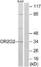 Olfactory Receptor Family 2 Subfamily G Member 2 antibody, LS-C120842, Lifespan Biosciences, Western Blot image 