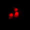 Siah E3 Ubiquitin Protein Ligase 2 antibody, LS-B13708, Lifespan Biosciences, Immunofluorescence image 