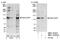 RAB3 GTPase Activating Protein Catalytic Subunit 1 antibody, NBP1-19154, Novus Biologicals, Western Blot image 