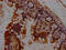 Checkpoint Kinase 1 antibody, CSB-RA176809A0HU, Cusabio, Immunohistochemistry frozen image 