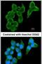 Cystatin S antibody, PA5-27249, Invitrogen Antibodies, Immunofluorescence image 