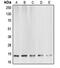 Caspase 6 antibody, MBS820495, MyBioSource, Western Blot image 