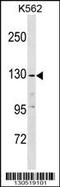Epidermal Growth Factor antibody, 60-331, ProSci, Western Blot image 