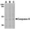 Caspase 5 antibody, LS-C464, Lifespan Biosciences, Western Blot image 