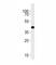 Sphingosine-1-Phosphate Receptor 1 antibody, F52393-0.4ML, NSJ Bioreagents, Western Blot image 