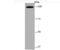 Rap guanine nucleotide exchange factor 3 antibody, NBP2-75641, Novus Biologicals, Western Blot image 