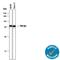 Transforming Growth Factor Beta 3 antibody, AF-243-NA, R&D Systems, Western Blot image 