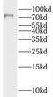 CCCTC-Binding Factor Like antibody, FNab00931, FineTest, Western Blot image 