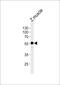 Hepatocyte nuclear factor 1-beta-B antibody, PA5-72652, Invitrogen Antibodies, Western Blot image 