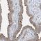 TRAF3 Interacting Protein 1 antibody, NBP2-32704, Novus Biologicals, Immunohistochemistry frozen image 