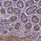 F-box/WD repeat-containing protein 2 antibody, NBP2-39089, Novus Biologicals, Immunohistochemistry frozen image 