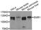 F4/80 antibody, LS-C335143, Lifespan Biosciences, Western Blot image 