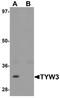 TRNA-YW Synthesizing Protein 3 Homolog antibody, A15678, Boster Biological Technology, Western Blot image 