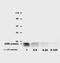 CD9 Molecule antibody, AM26023BT-N, Origene, Western Blot image 