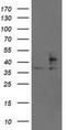 Signal Sequence Receptor Subunit 1 antibody, NBP2-01026, Novus Biologicals, Western Blot image 