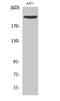 Extra Spindle Pole Bodies Like 1, Separase antibody, STJ91032, St John