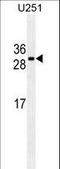 Cell Division Cycle Associated 8 antibody, LS-C168600, Lifespan Biosciences, Western Blot image 