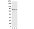 Cell Division Cycle 5 Like antibody, R31236, NSJ Bioreagents, Western Blot image 
