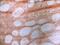 Thrombomodulin antibody, GTX76377, GeneTex, Immunohistochemistry frozen image 
