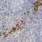 Fibroleukin antibody, NBP1-87199, Novus Biologicals, Immunohistochemistry frozen image 