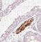 Transmembrane Protein 235 antibody, NBP2-30839, Novus Biologicals, Immunohistochemistry paraffin image 