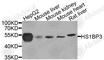 HCLS1 Binding Protein 3 antibody, A8250, ABclonal Technology, Western Blot image 