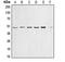 Cyclin E1 antibody, orb213678, Biorbyt, Western Blot image 