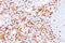 CD8 antibody, AM32847PU-T, Origene, Immunohistochemistry frozen image 