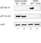 Cyclin Dependent Kinase Inhibitor 1B antibody, 34-6300, Invitrogen Antibodies, Western Blot image 