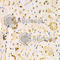 Potassium Voltage-Gated Channel Subfamily H Member 2 antibody, A2968, ABclonal Technology, Immunohistochemistry paraffin image 